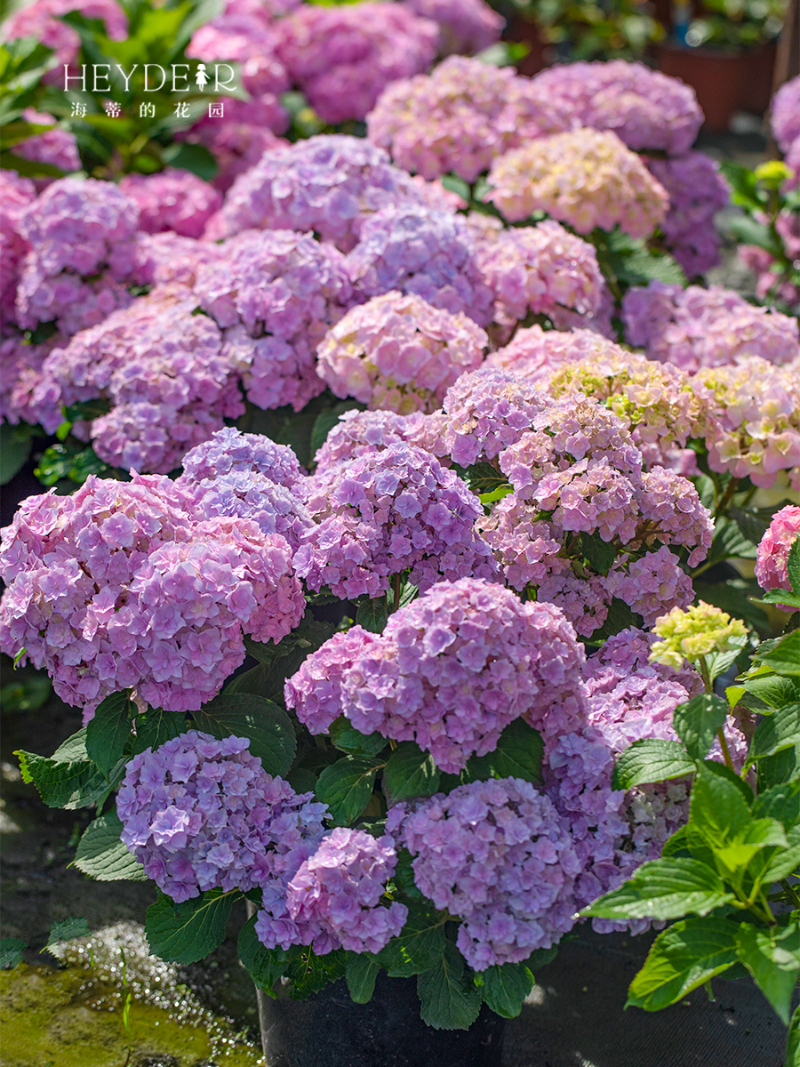 海蒂的花园绣球花苗你我的银河重瓣大花好养室外阳台庭院花卉盆栽 - 图2