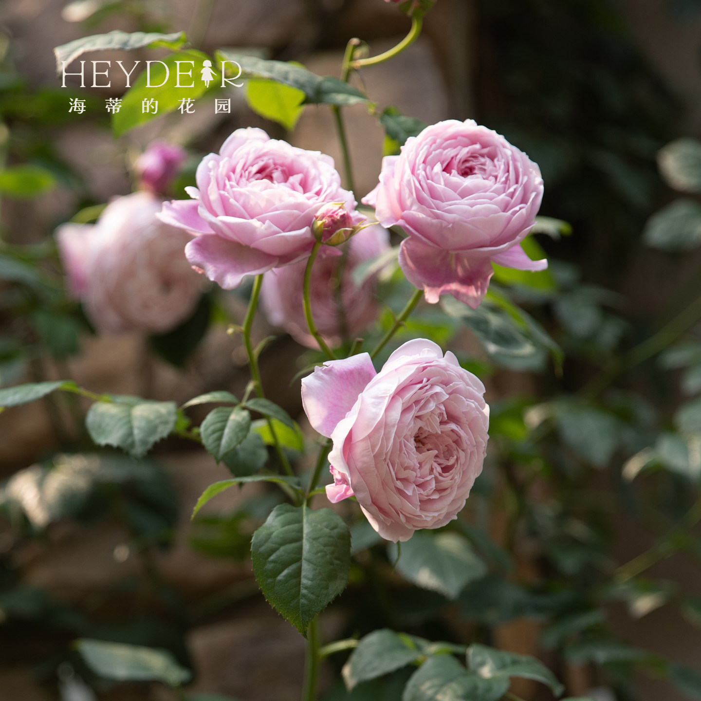 海蒂的花园自由精神奥斯汀月季爬拱门浓香包子长势强健花卉盆栽苗,淘宝优惠券,粉丝福利购,淘宝优惠卷