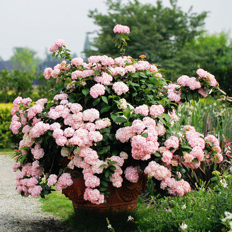 海蒂的花园绣球花苗塞布丽娜大花绣球花量大阳台庭院花卉植物盆栽,淘宝优惠券,粉丝福利购,淘宝优惠卷