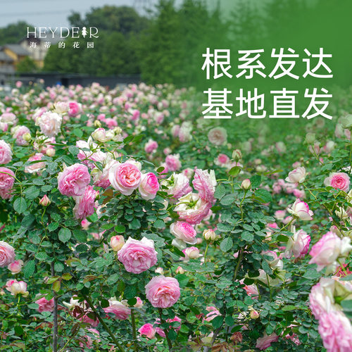 海蒂的花园月季粉色龙沙宝石花苗爬藤庭院植物藤本花卉园艺盆栽 - 图0