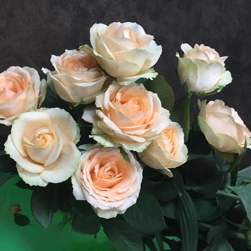 海蒂的花园蜜桃雪山系列直立月季切花玫瑰阳台庭院花卉植物盆栽苗,淘宝优惠券,粉丝福利购,淘宝优惠卷