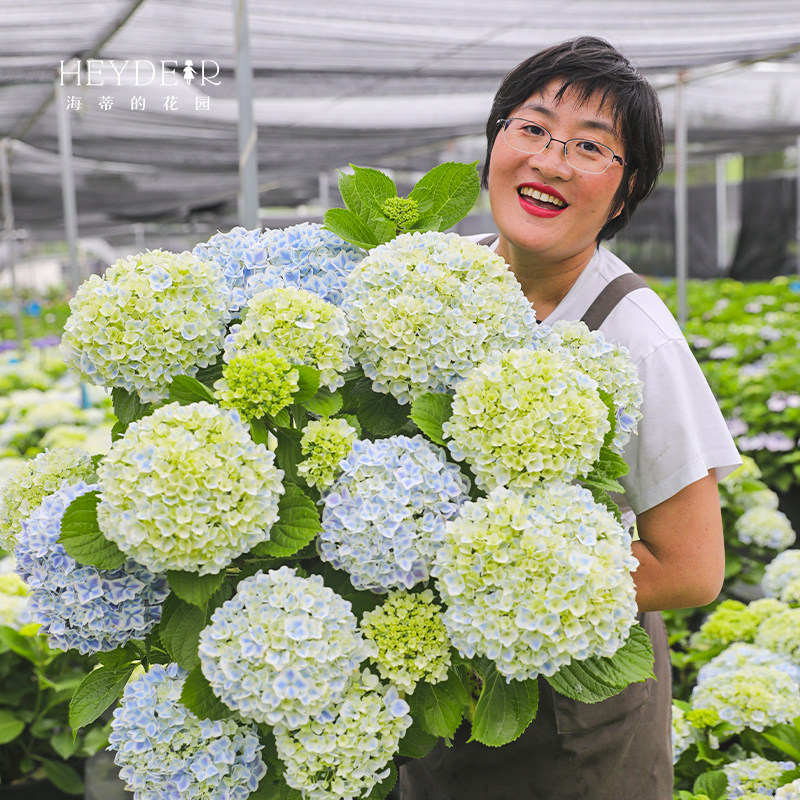 海蒂的花园绣球花苗大花盆栽花卉无尽夏万华镜阳台植物鲜花调蓝剂_虎窝淘