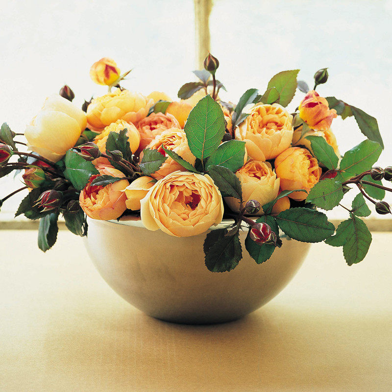 海蒂的花园 无名的裘德欧月浓香灌木月季大花包子长势好花卉盆栽,淘宝优惠券,粉丝福利购,淘宝优惠卷