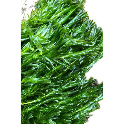 蜈蚣草水草，懒人新手水草，限时特价 - 图0