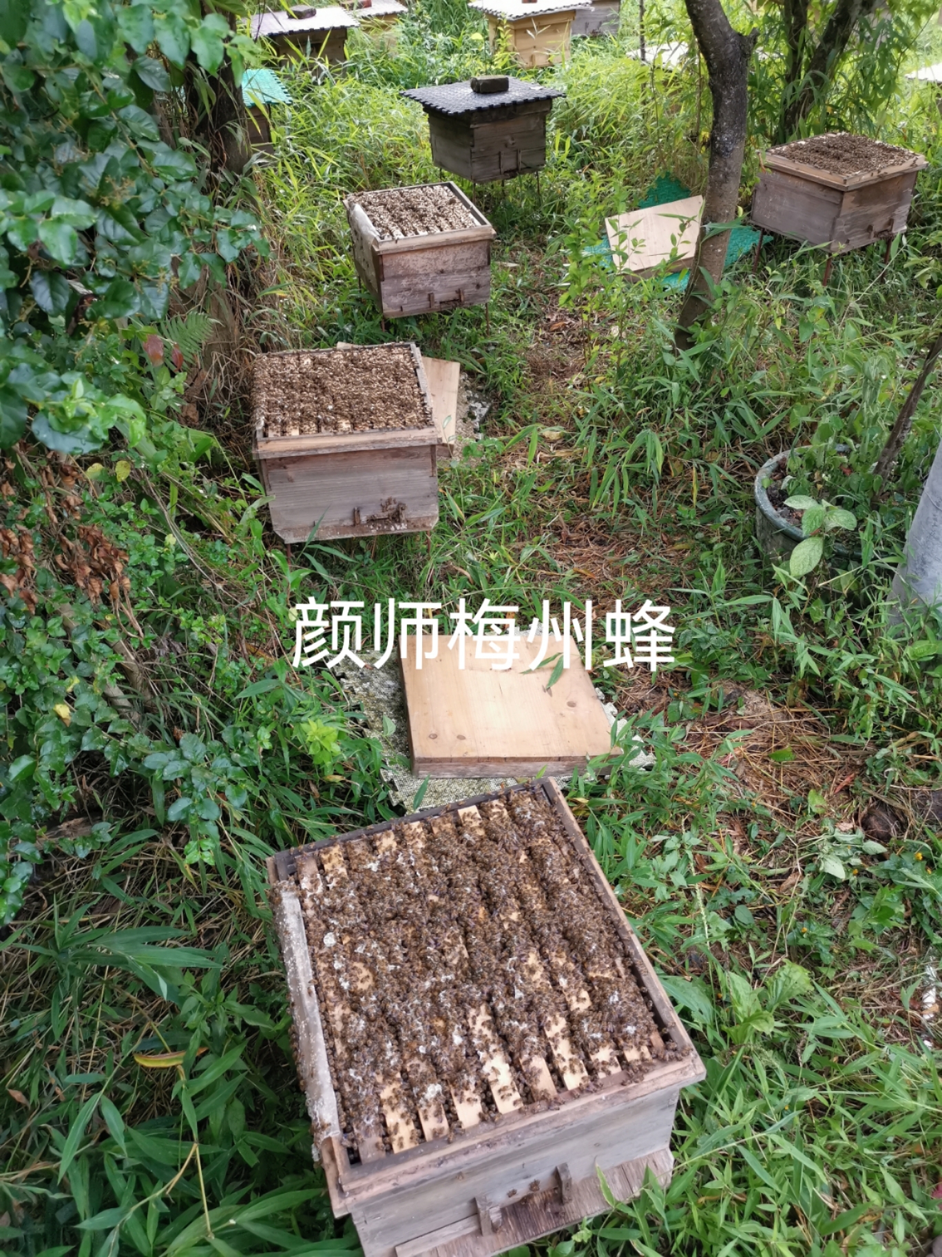 颜师梅州蜜蜂中蜂种蜂王开产新蜂王良种高产繁殖快产蜜多强群蜂王 - 图2