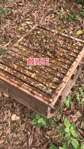 颜师蜂园蜜蜂群活体蜜蜂中蜂群活框箱蜂种群阳台庭院宠物蜜蜂蜂群 - 图2