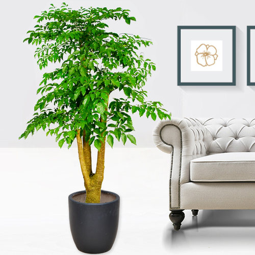 幸福树/大盆栽/室内外植物/大型绿植/花木/福贵树/美化环境 - 图2