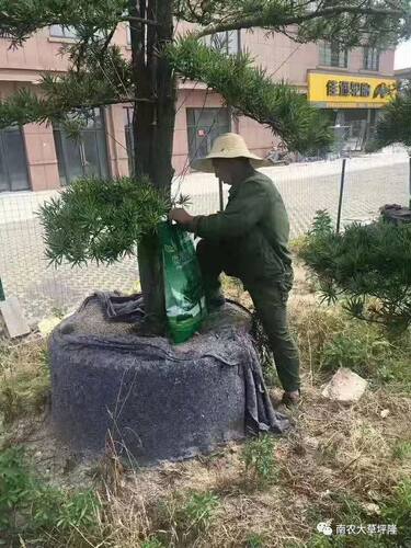 绿化滴灌袋 可移动营养液袋 移栽树木专用滴灌袋 园林养护袋50L - 图1