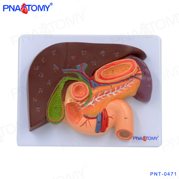 人体内脏器官十二指肠胃结构解剖模型肝脏胆囊胰腺脾切面教学医用 - 图2