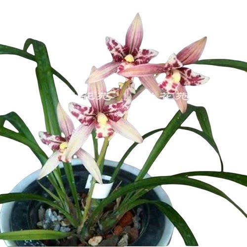 带花苞红猫蕊蝶 红色蝶瓣经典蕊蝶四季兰花多浓香花叶兼赏 - 图3