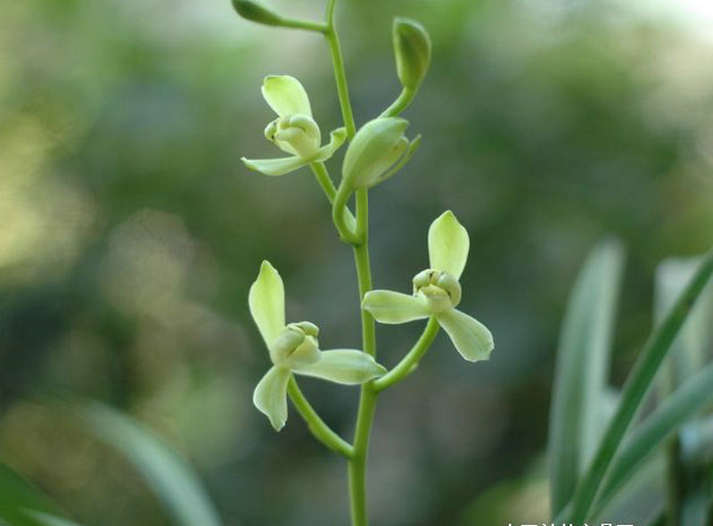 无花铁骨素梅 兰花苗 建兰四季兰 梅瓣素花 香味浓甜 - 图0