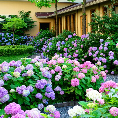 绣球花苗无尽夏盆栽地栽大苗老桩八仙花庭院阳台花卉植物四季开花-图0