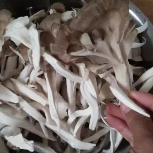 新鲜灰树花 舞茸5斤迁西栗蘑 千佛树菇栗树菇 包邮顺丰 - 图0