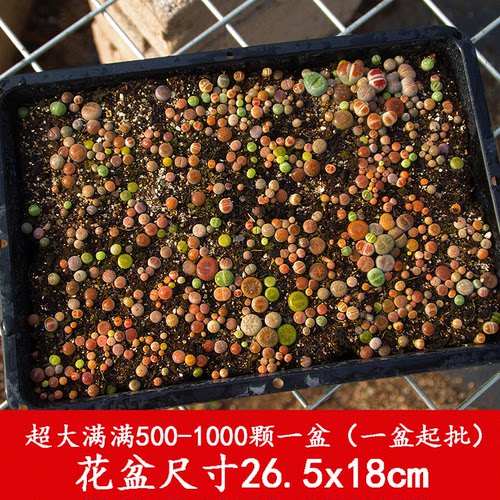 多肉植物生石花屁屁花屁股花整盆一物一拍石生花石头花肉肉包邮