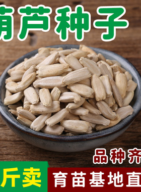 雅韵天然葫芦种子批发