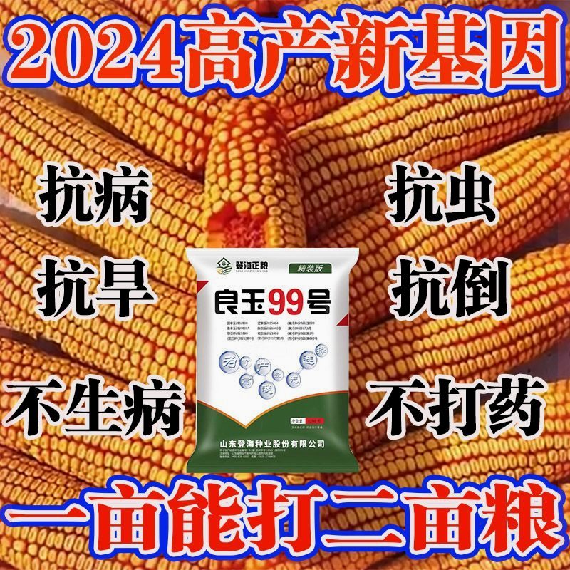 登海良玉99国审高产优质玉米种抗锈矮杆抗旱红轴原装苞米种耐高温-图1