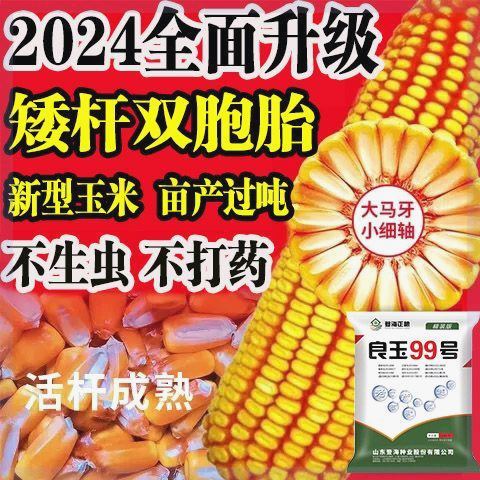 国审原装高产玉米种抗锈矮杆抗旱红轴登海良玉99玉米种子苞米种-图0