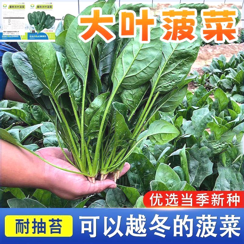 超耐热夏播王菠菜种子种籽高产春籽种夏季秋季四季蔬菜孑波菜夏子 - 图1