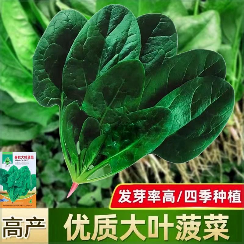 大叶菠菜种子散装春秋冬季耐寒耐热四季播盆栽红根菠菜籽蔬菜种孑 - 图0