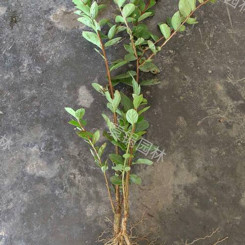 紫薇花树苗痒痒树无皮树百日红盆栽盆景花瓶编织苗别墅庭院景观苗 - 图0