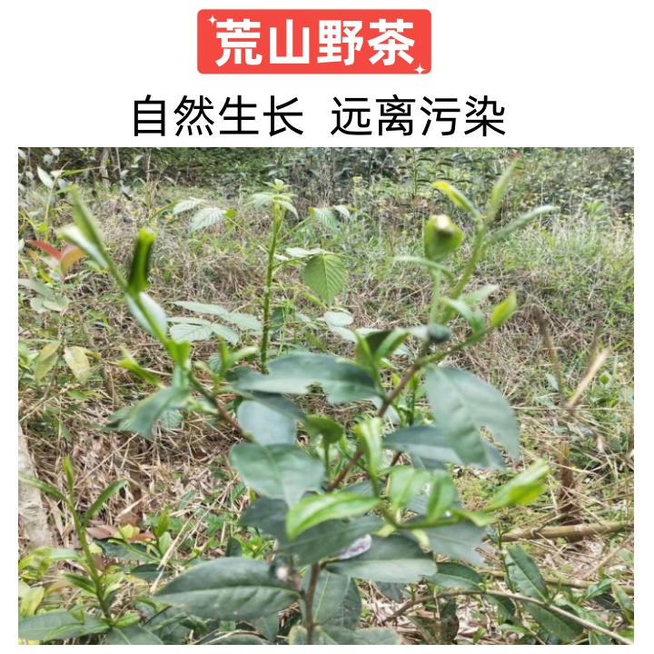 特级福建土楼怡翔荒山野茶妃子笑小种红茶红美人茶花香岩茶浓香型-图1