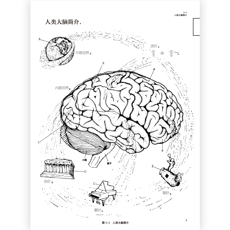 当当网 大脑笔记脑科学版秘密花园 神经系统涂色学习手册 解剖手绘图重现解剖学教授经典课堂 神经系统脑科医学涂色练习正版书籍 - 图2