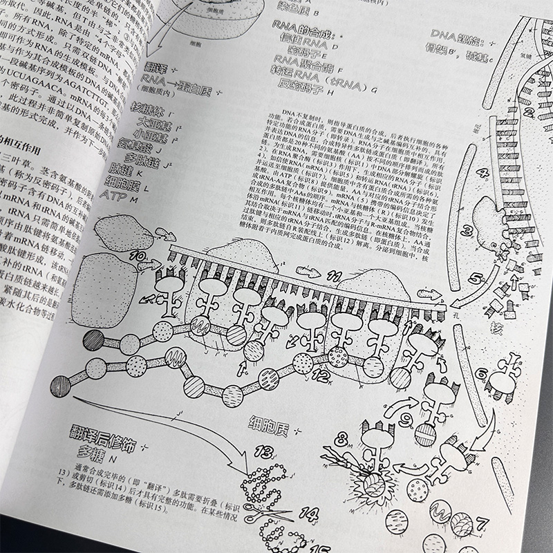 当当网 生理学涂色绘本书（原书第2版） 医学 科学出版社 正版书籍 - 图2