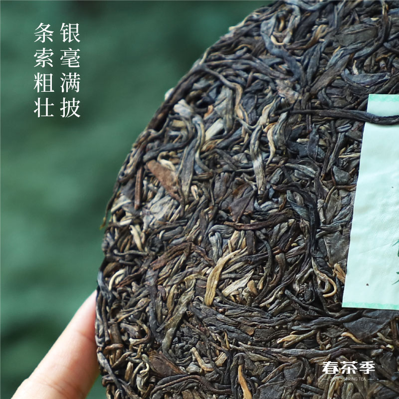 【春茶现货】福海茶厂2024年小户赛头春大树茶357g云南普洱茶生茶 - 图0