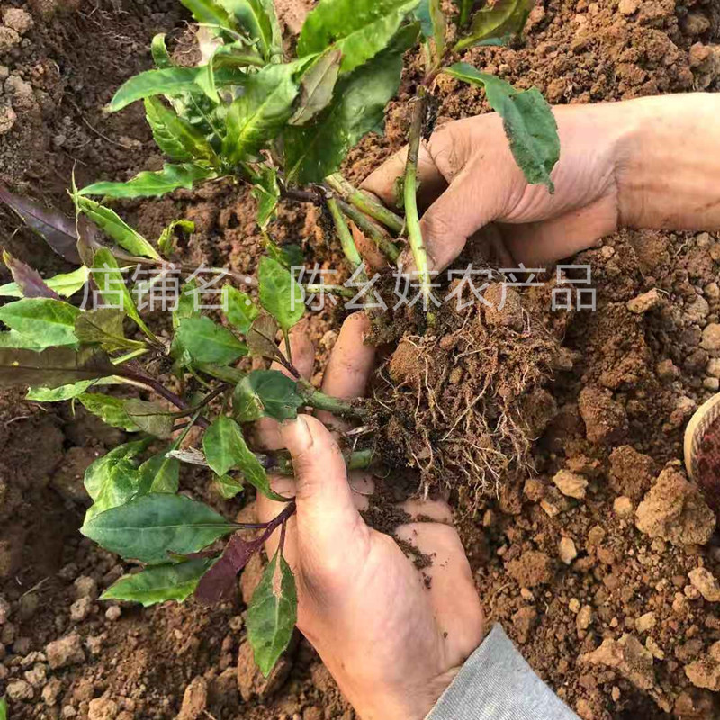 四川紫背菜苗带根紫背天葵四季种子白血皮菜蔬菜观音菜苗新鲜活苗 - 图1