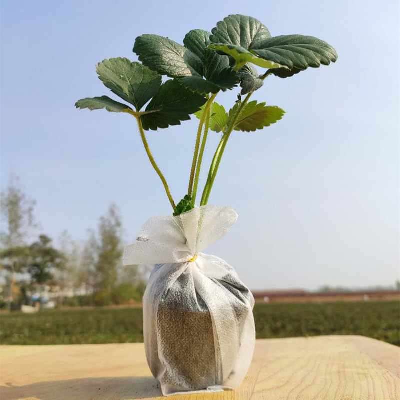 四季盆栽草莓苗新品种原盆原土带花脱毒一代穴盘苗南北方食用果树