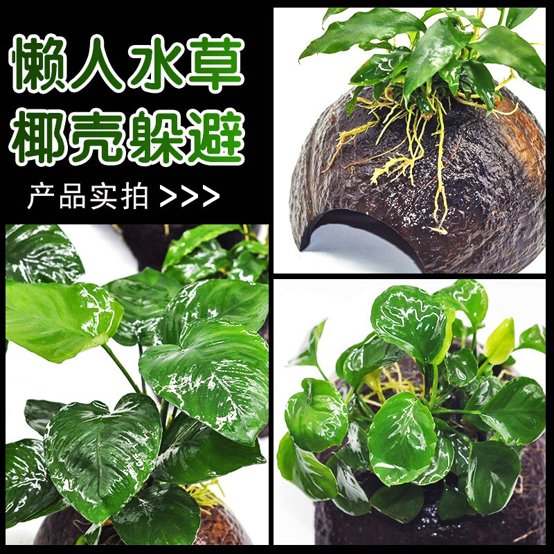 鱼缸造景沉木水榕懒人真水草淡水阴性植物懒人水草躲避屋易养活 青色水景空间 淘优券