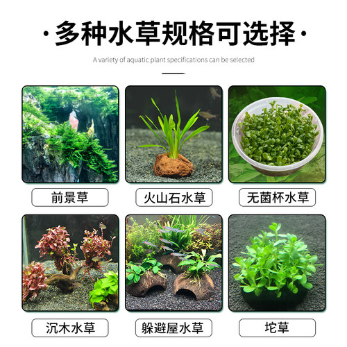 南美青竹水草植物真草鱼缸水草造景水族活净水阴性新手懒造景套餐 - 图1