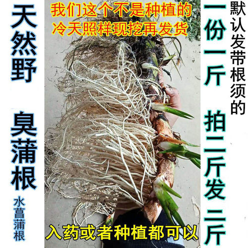 自然生长新鲜水菖蒲老根泥菖莆臭蒲根水菖蒲草根水剑草材一斤包邮 - 图0