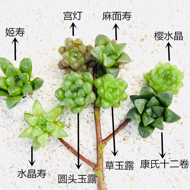 水晶多肉植物玉露套餐送盆土 热品库 性价比省钱购