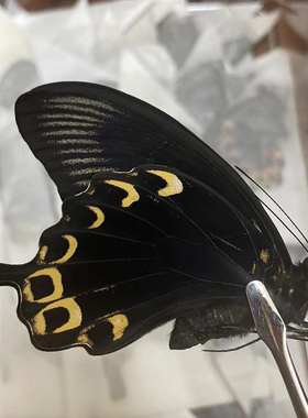 苔美凤蝶Papilio deiphobus真蝴蝶标本家居摆件家纺工画教师礼物