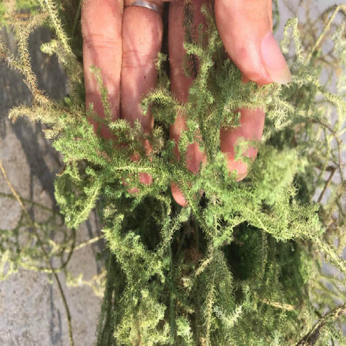 野生草药伸筋草 石松 龙须草 小伸筋 百部伸筋500克带根干品 - 图0