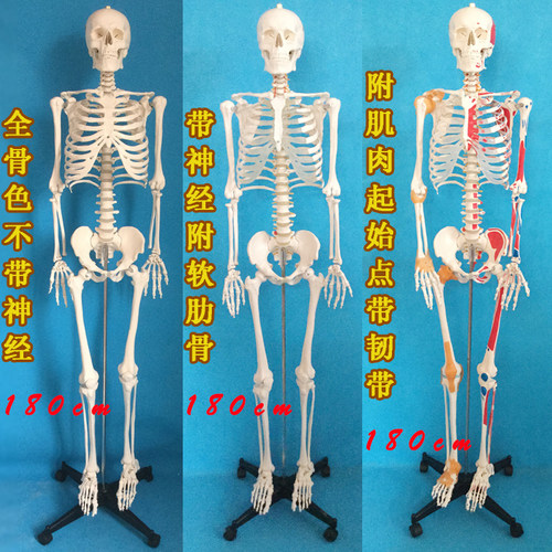 45 85 170cm人体骨骼模型医学美术瑜伽教学小白骷髅全身脊椎骨架-图1