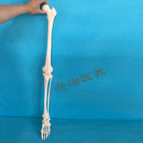 上肢手指关节下肢大腿骨脚掌模型 脚骨脚模型带胫腓骨和股骨模型 - 图1