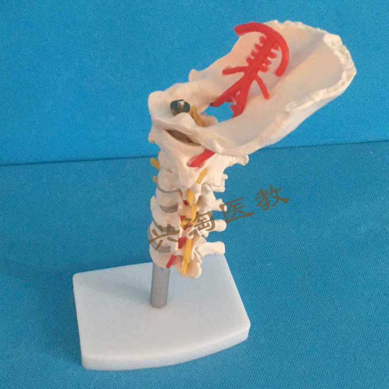 颈椎带颈动脉、后枕骨t、椎间盘与神经模型人体骨骼解剖模 - 图2
