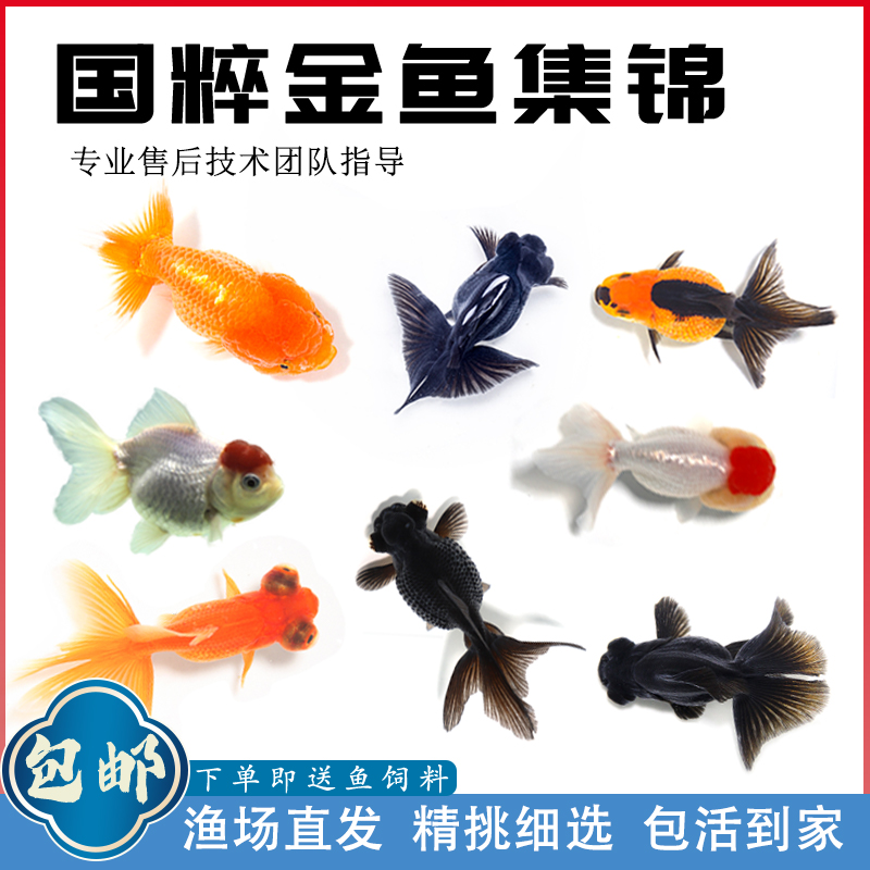 商品详情图片