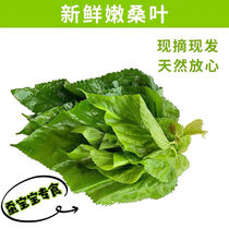 Fresh mulberry leaf raised small silkworm special to feed silkworms The fresh and tender large leaves of the day are now taken off and shipped by pure natural Zhejiang