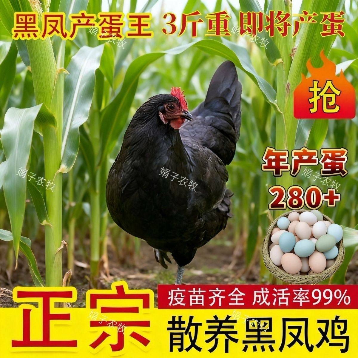 3斤黑凤鸡绿壳蛋鸡活苗正在产蛋小鸡苗脱温土鸡黑鸡活苗包活到家,淘宝优惠券,粉丝福利购,淘宝优惠卷