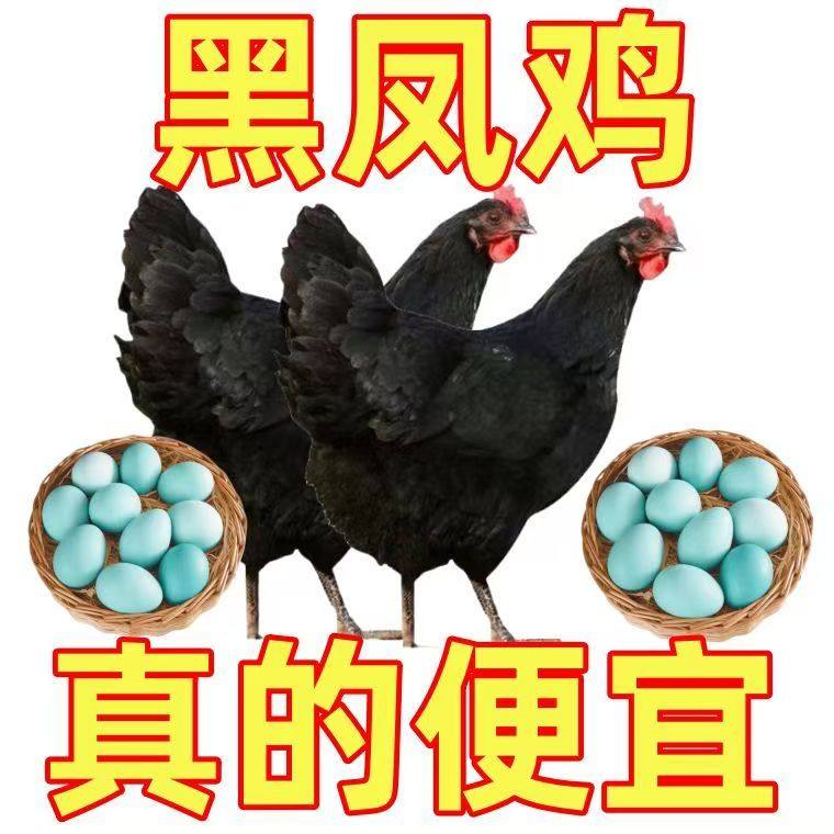 3斤黑凤鸡绿壳蛋鸡活苗正在产蛋小鸡苗脱温土鸡黑鸡活苗包活到家,淘宝优惠券,粉丝福利购,淘宝优惠卷
