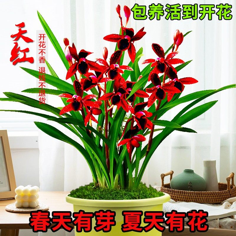 兰花苗建兰天红四季好养花夏带花苞浓香室内客厅植物花卉绿植盆栽,淘宝优惠券,粉丝福利购,淘宝优惠卷