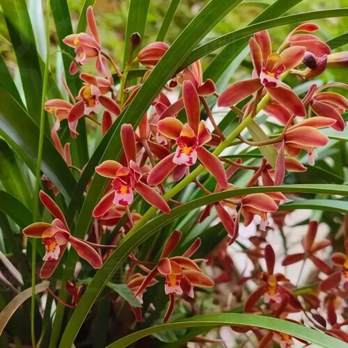 兰花苗吊兰蜜蜂兰建兰引蜂多花浓香型兰草花卉盆栽绿植正宗兰花 - 图0