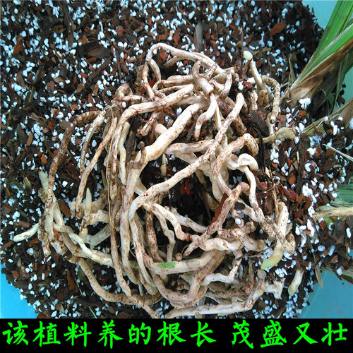 兰花土 自然生态调和种植兰花专用营养土 新手养好有香味兰花植料 - 图3