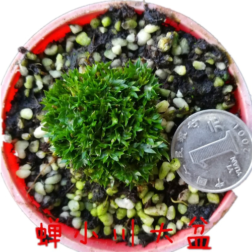 清仓正宗日本黄金姬贵船龙根老桩虎须金钱水培菖蒲草附石造景绿植 - 图3