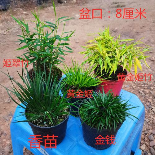 清仓正宗日本黄金姬贵船龙根老桩虎须金钱水培菖蒲草附石造景绿植 - 图2