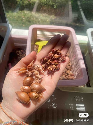 酢浆草 （ob晚花系列合集一）多年生秋植球根酢浆草植物5月发货 - 图1
