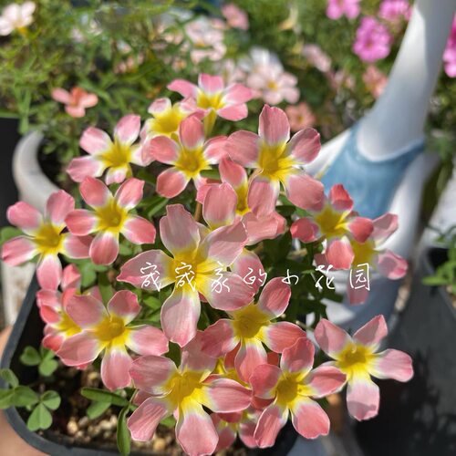 【糖果盒系列】早花酢浆草趣味秋植爆花球根酢浆草 酢酱草 - 图3